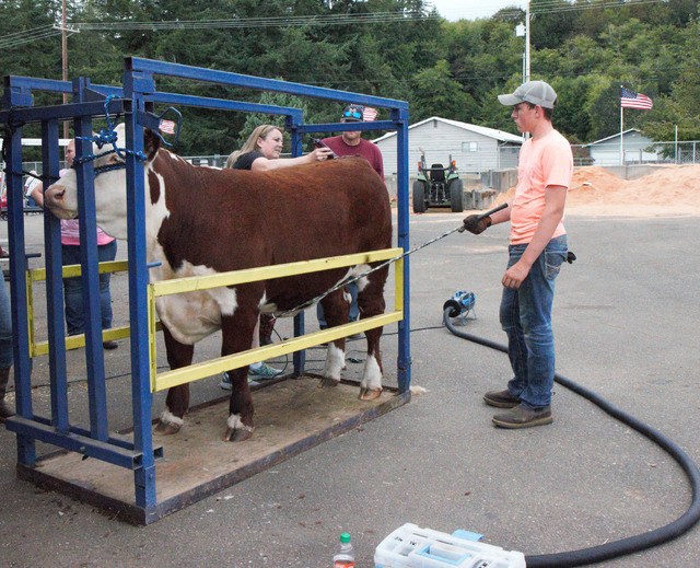 Monte teen raises championship steers