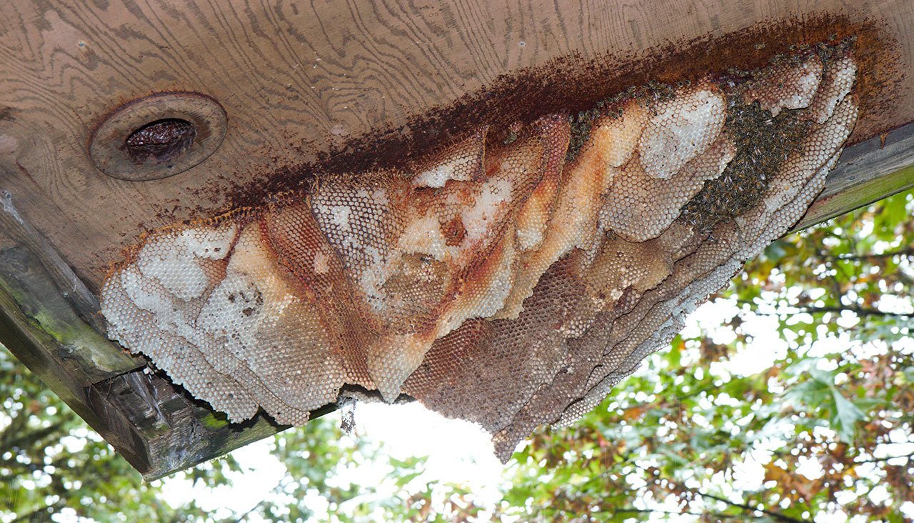 Bees wrangled from rooftop