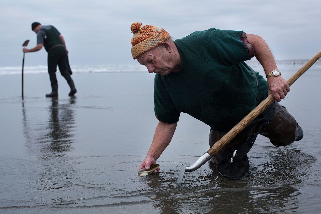 Clam digs OK’d at some county beaches