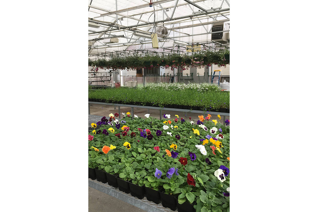 Monte FFA plant sales begins May 6