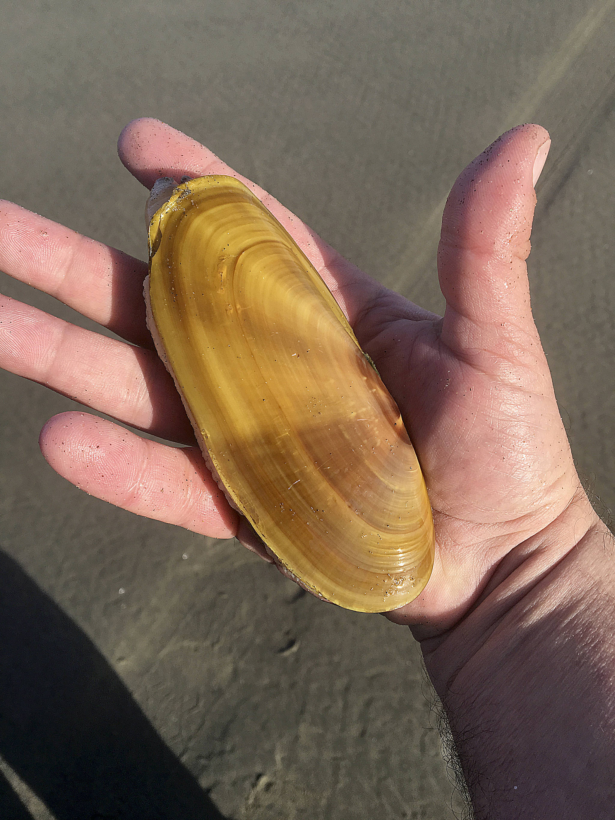 Razor clam digs scheduled for next week