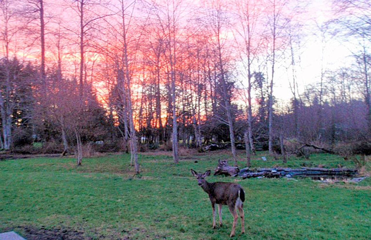 A dear pauses in a field around sunset Feb. 10 in Montesano. If you have a photo of East County that you would like to share with your neighbors, please email it to editor@thevidette.com. (Photo courtesy Paul Miller)                                 A dear pauses in a field around sunset Feb. 10 in Montesano. If you have a photo of East County that you would like to share with your neighbors, please email it to editor@thevidette.com. (Photo courtesy Paul Miller)                                 A dear pauses in a field around sunset Feb. 10 in Montesano. If you have a photo of East County that you would like to share with your neighbors, please email it to editor@thevidette.com. (Photo courtesy Paul Miller)